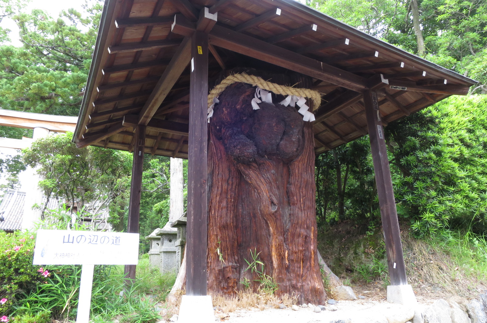 若宮社の入口右側にある「おだまき杉」の古株。江戸時代の文献にも記載されている名木。現在は根本のみ。