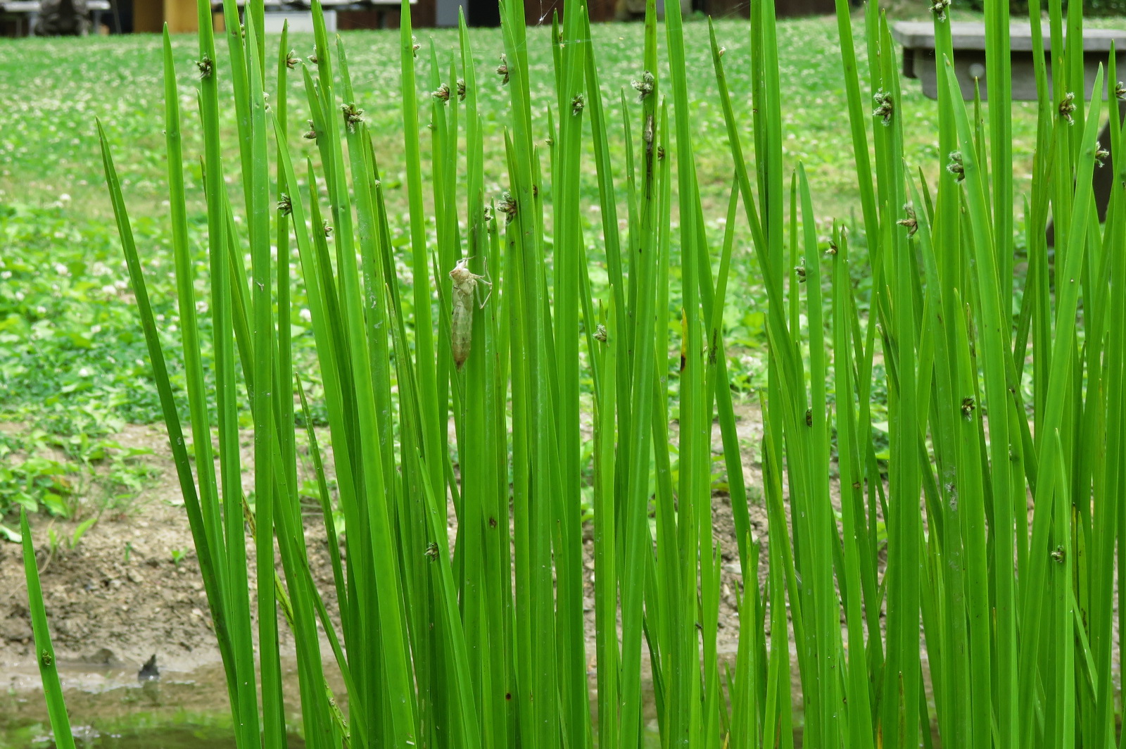ヤゴの抜け殻。ニラのような草は「サンカクイ」という植物です。