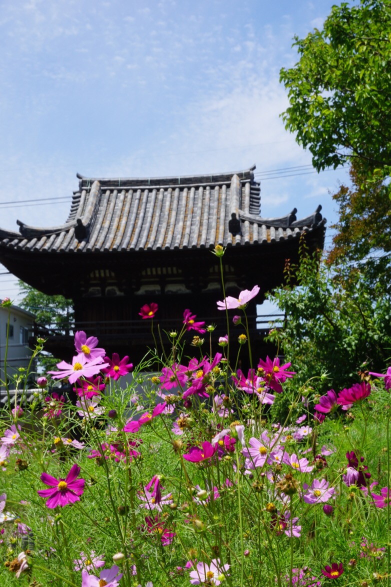 楼門。鎌倉時代で国宝です。和様に天竺様式を取り入れ美しく軽快な屋根のそり。国内最古です。