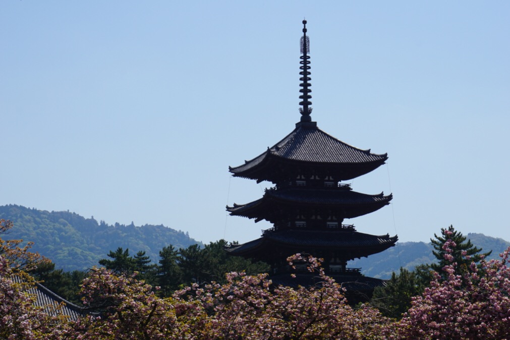 興福寺へ。興福寺の八重桜はこの時期にもまだ綺麗です。