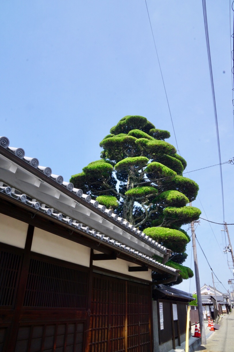 豊田家資料館。すごく大きな木で遠くからでもすぐわかります。時代劇みたいな木です。