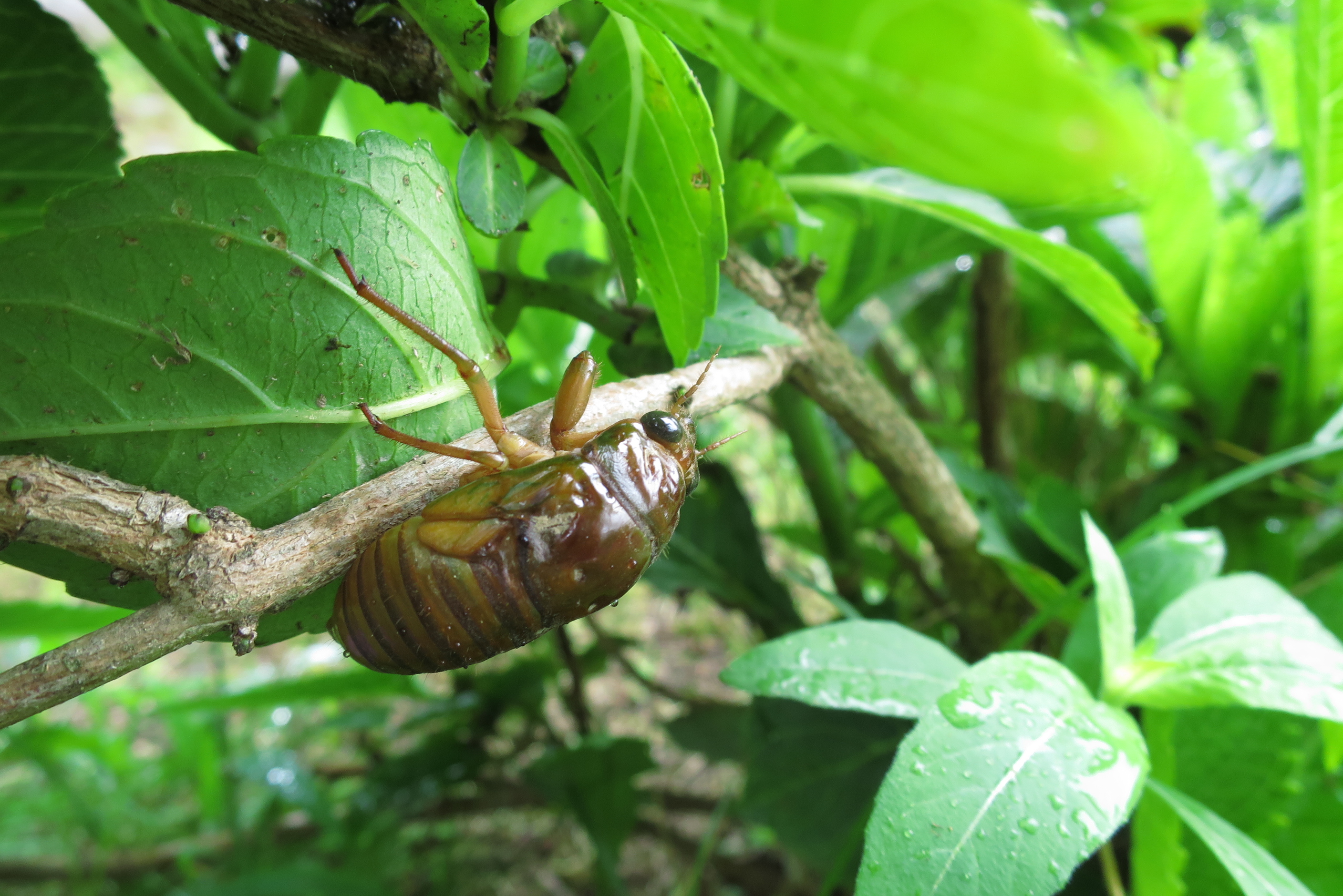 セミ(蝉)の幼虫を発見!