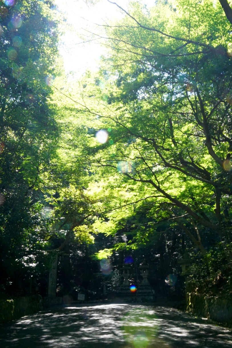 境内は神杉に覆われとても美しいです。