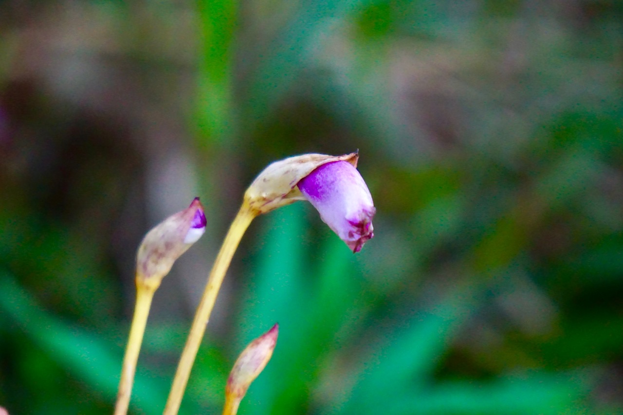 ナンバンギセルという花で、ススキなどに寄生して生育します。