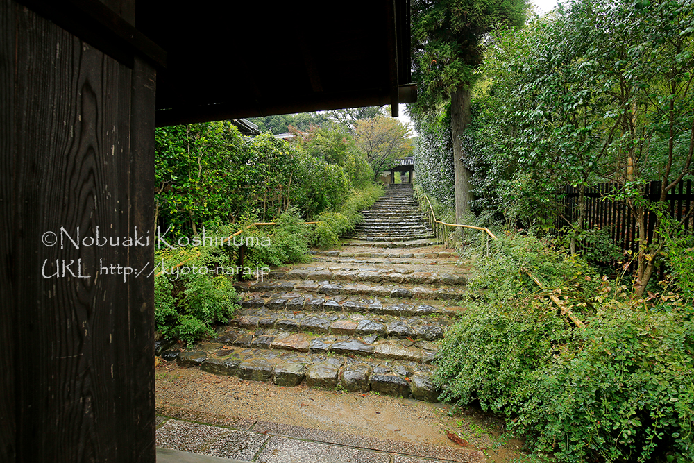 白毫寺の石階段。萩の花が満開になる頃は、階段下の建物が受付。普段は階段上の山門奥が受付となります。