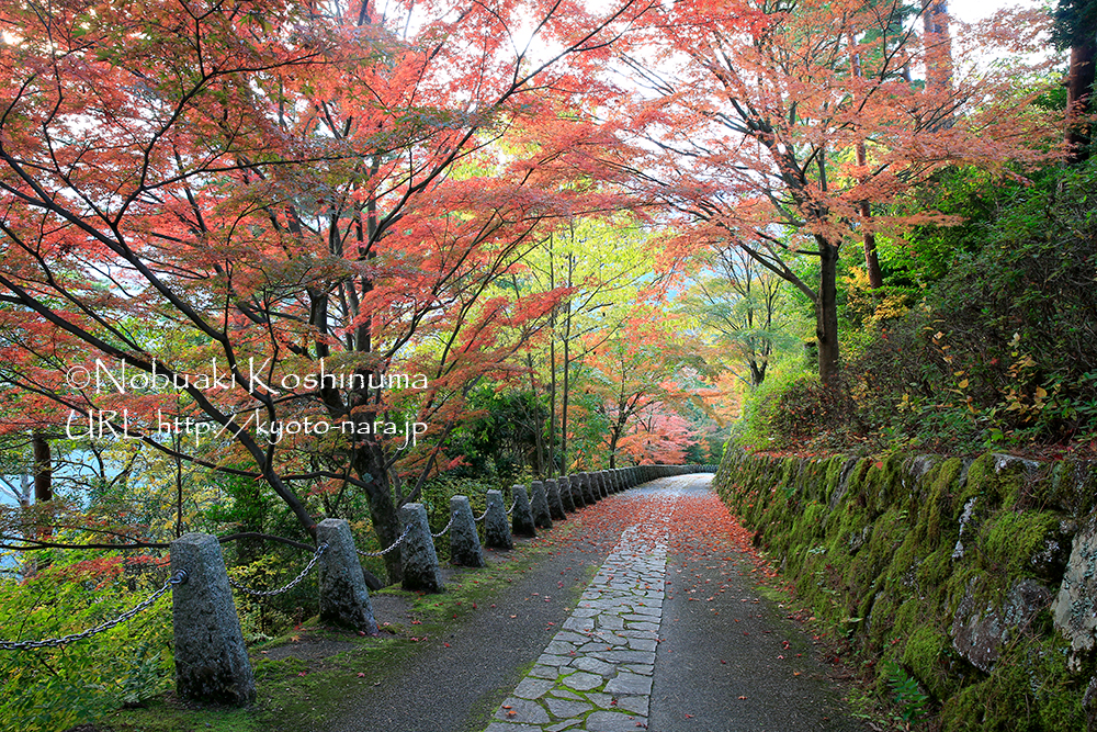 吉野水分神社から10分ほど歩いた所にある高城山展望台への坂道。もうじき落ち葉で美しい坂道となります。