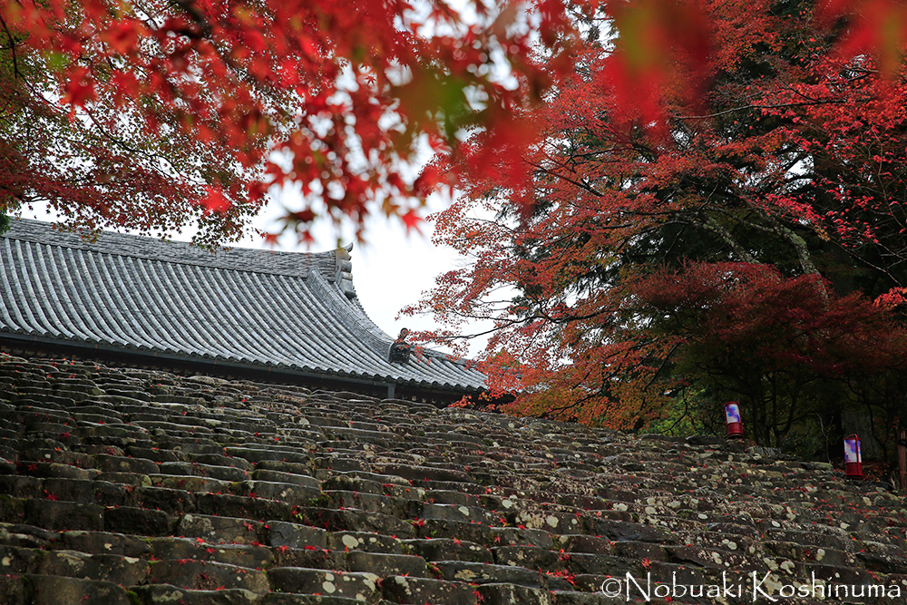 金堂前の石段に落ちた赤い葉もいい感じ。