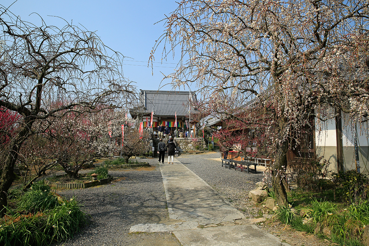 真福寺。このお寺の境内に梅が植えられたのが始まりと言われているそうです。