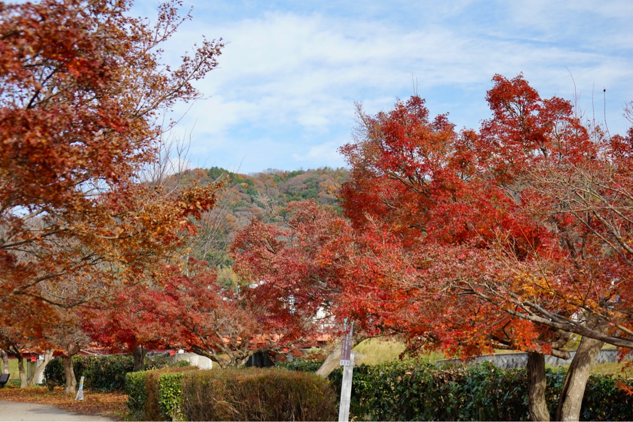 山はすこし散っている感じでしたが、紅葉の盛りには本当に綺麗でいいところです。