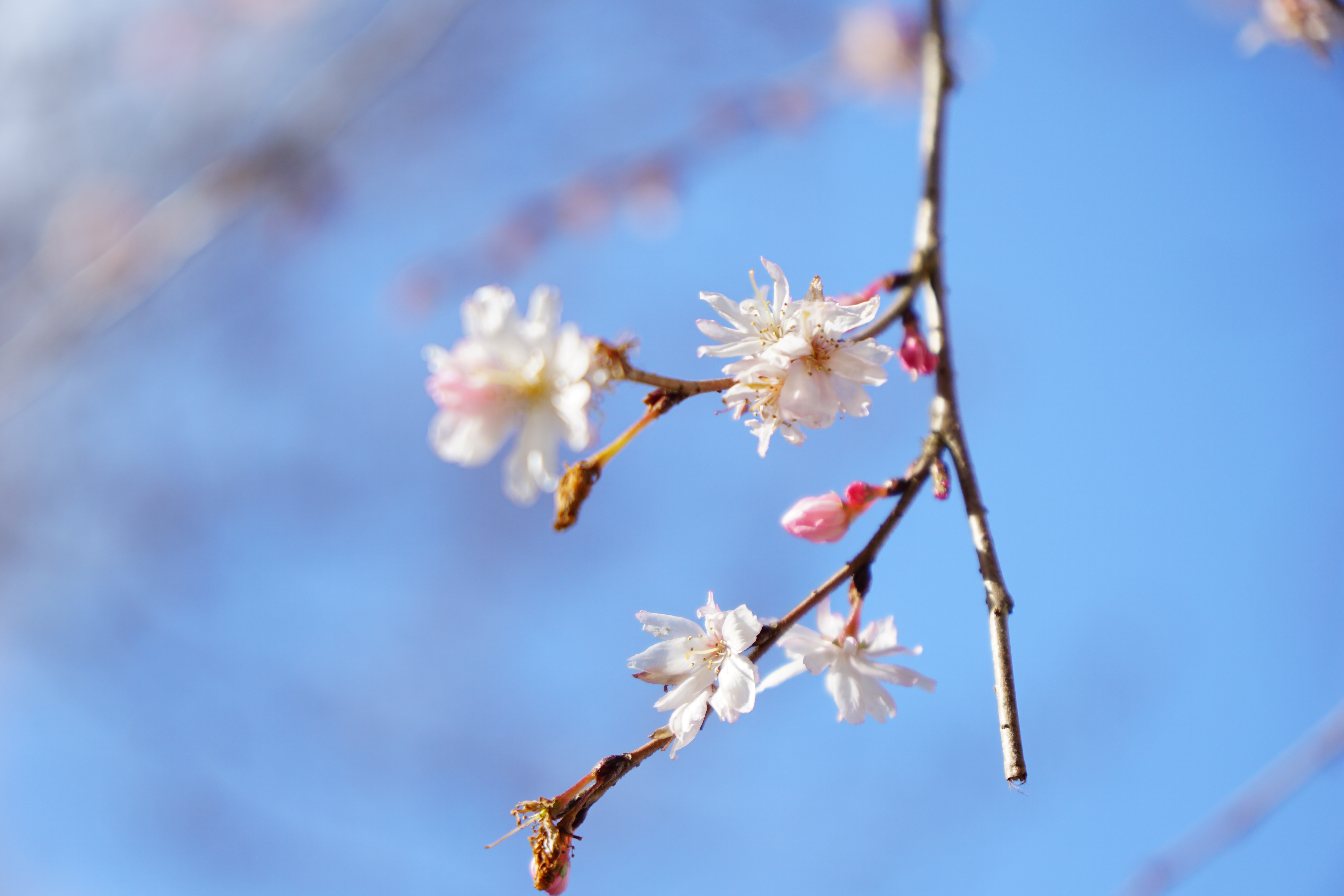 桜。寒さに耐えて咲く姿は可憐です。
