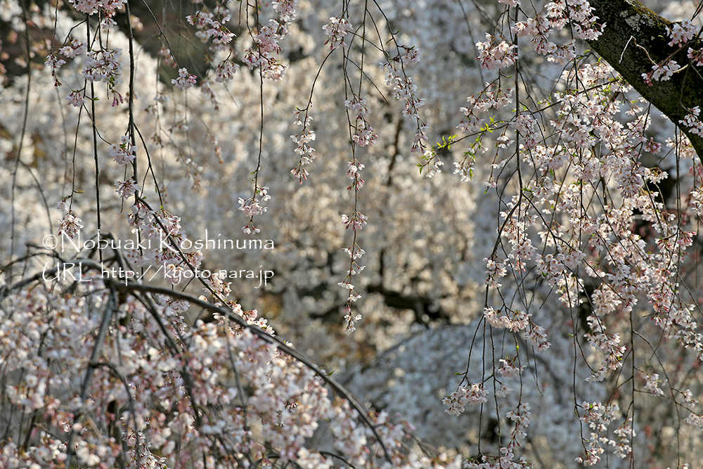 陽を浴びたしだれ桜の花がキラキラと輝いていました。
