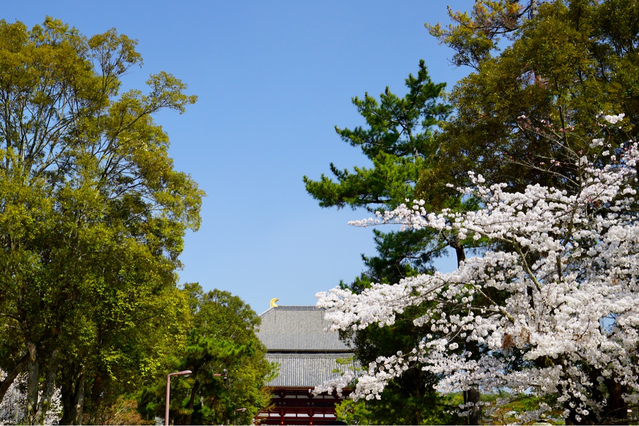 東大寺の前は桜は少ないですが、周りにはたくさんあります。