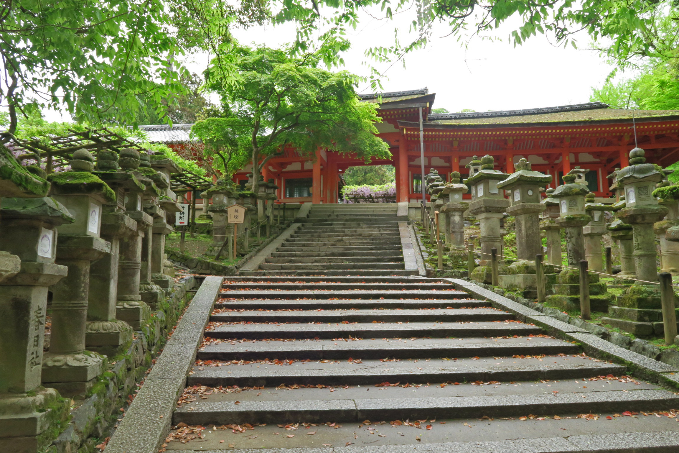 慶賀門が見えてきました。階段途中の左手にも藤が咲いています。