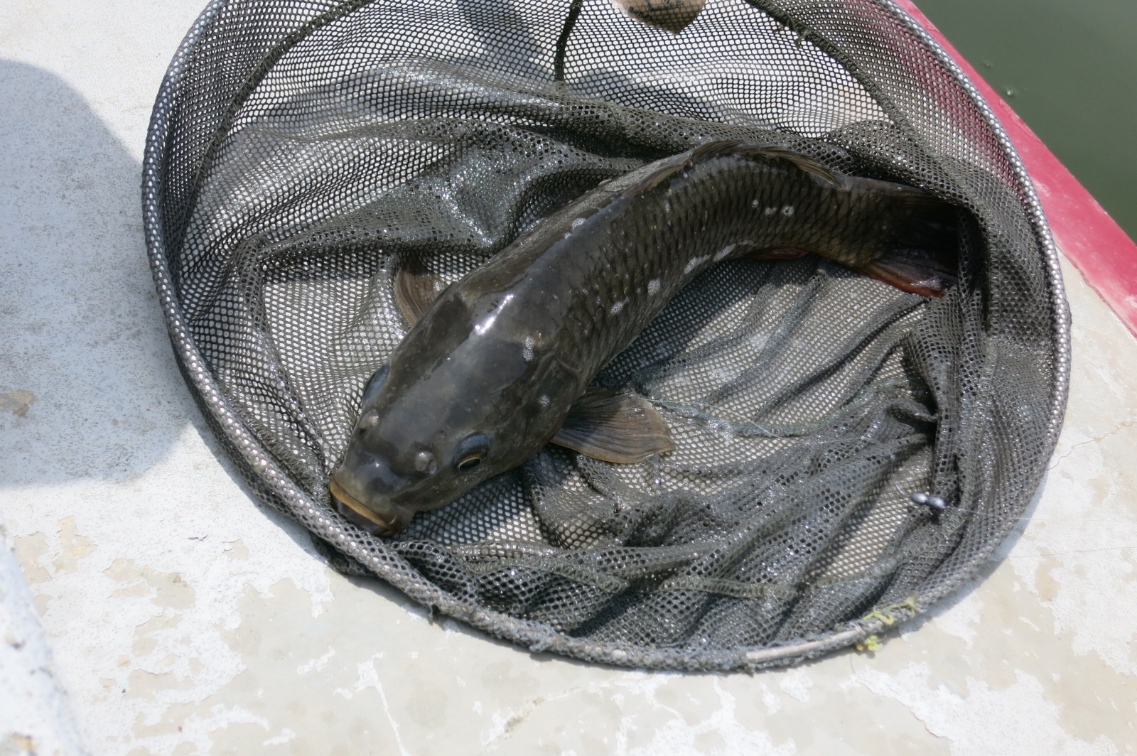 息子が釣りあげた大物!