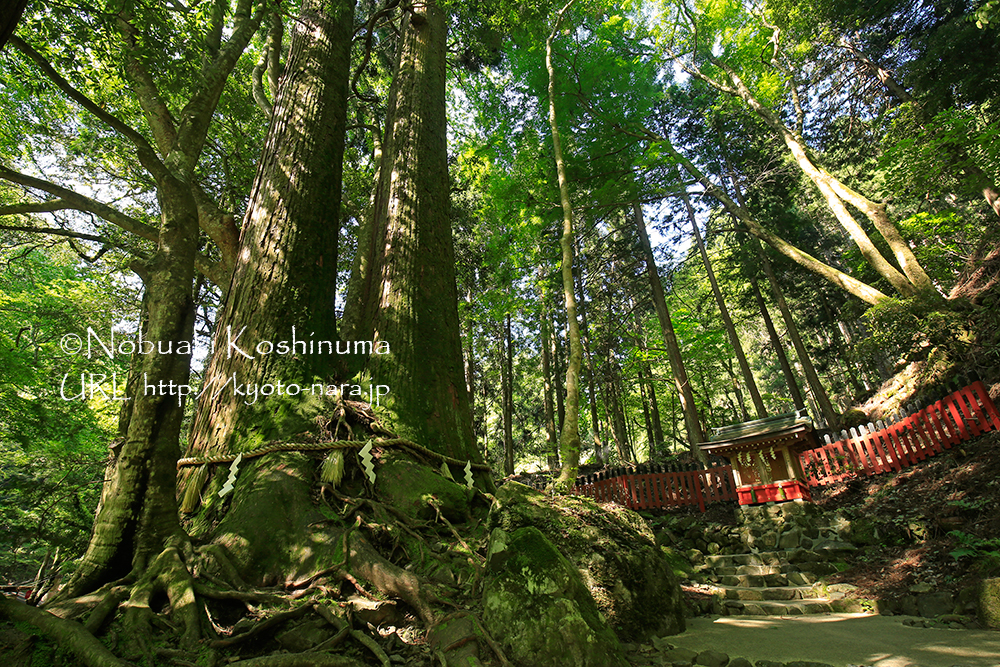 写真左は、根本が一つになっている珍しい「相生の大杉」。別名「夫婦杉」とも呼ばれています。
