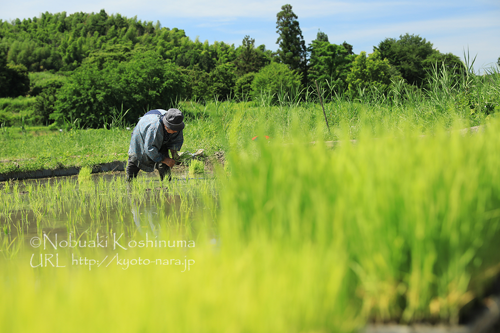 棚田百選にも選ばれれている稲渕の棚田エリアに行ってきました。暑い中、おばあちゃんが田植えをしてました