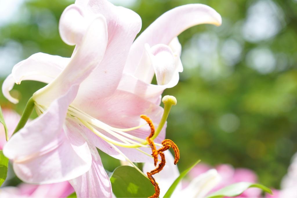大輪のカサブランカがいっぱい咲き乱れ豪華です。