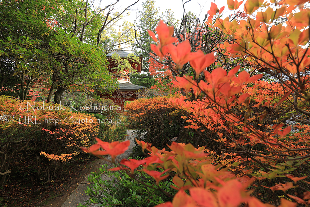 奈良市忍辱山町にある円成寺の紅葉が見頃を迎えています。
