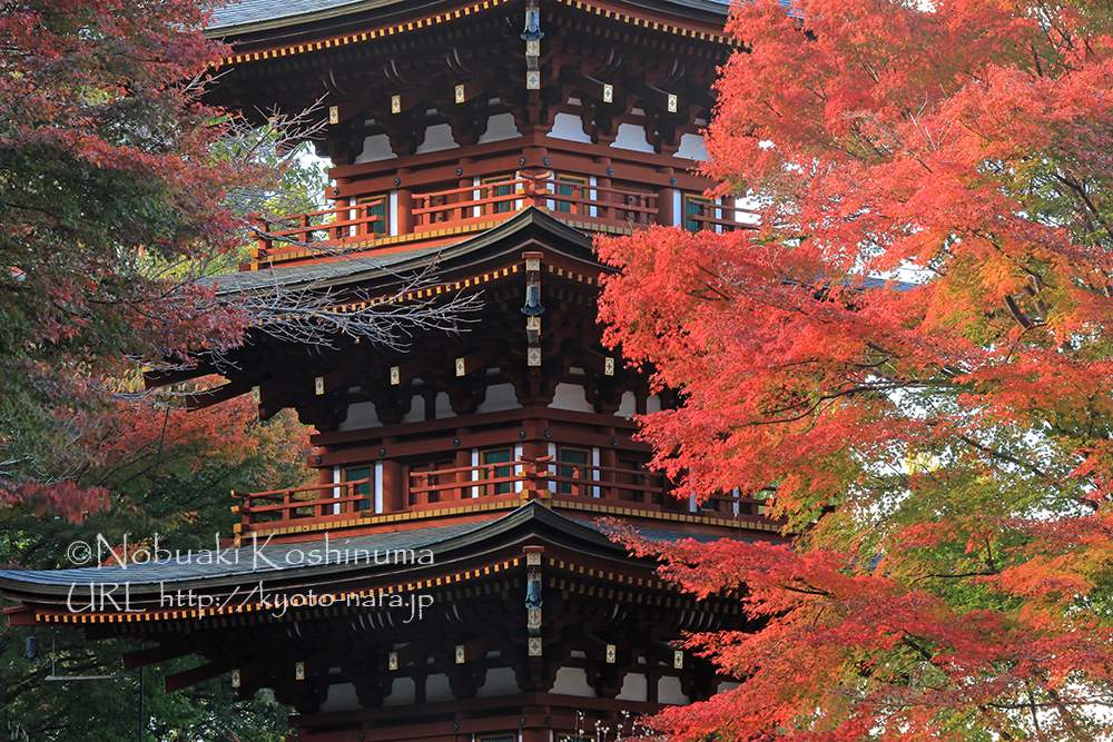奈良県高市郡明日香村岡にある寺院・岡寺に行ってきました。