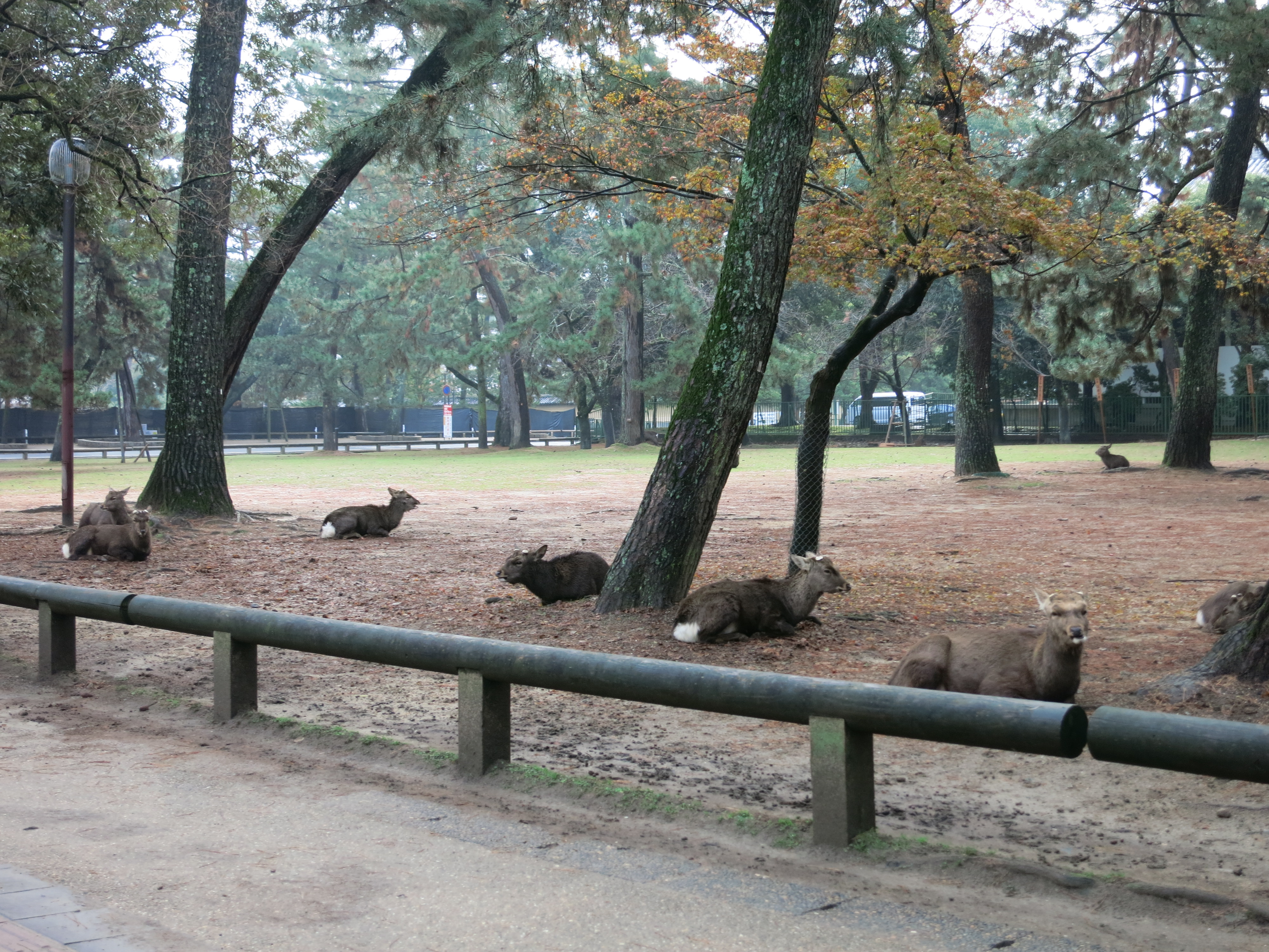 奈良公園にいる鹿さんたちも、朝はこのように座っているんですね(^^)