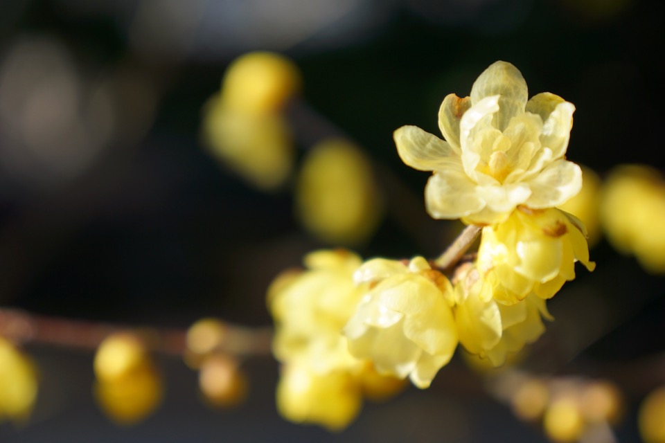 春を告げる黄色い蝋梅を見ると嬉しくなります。