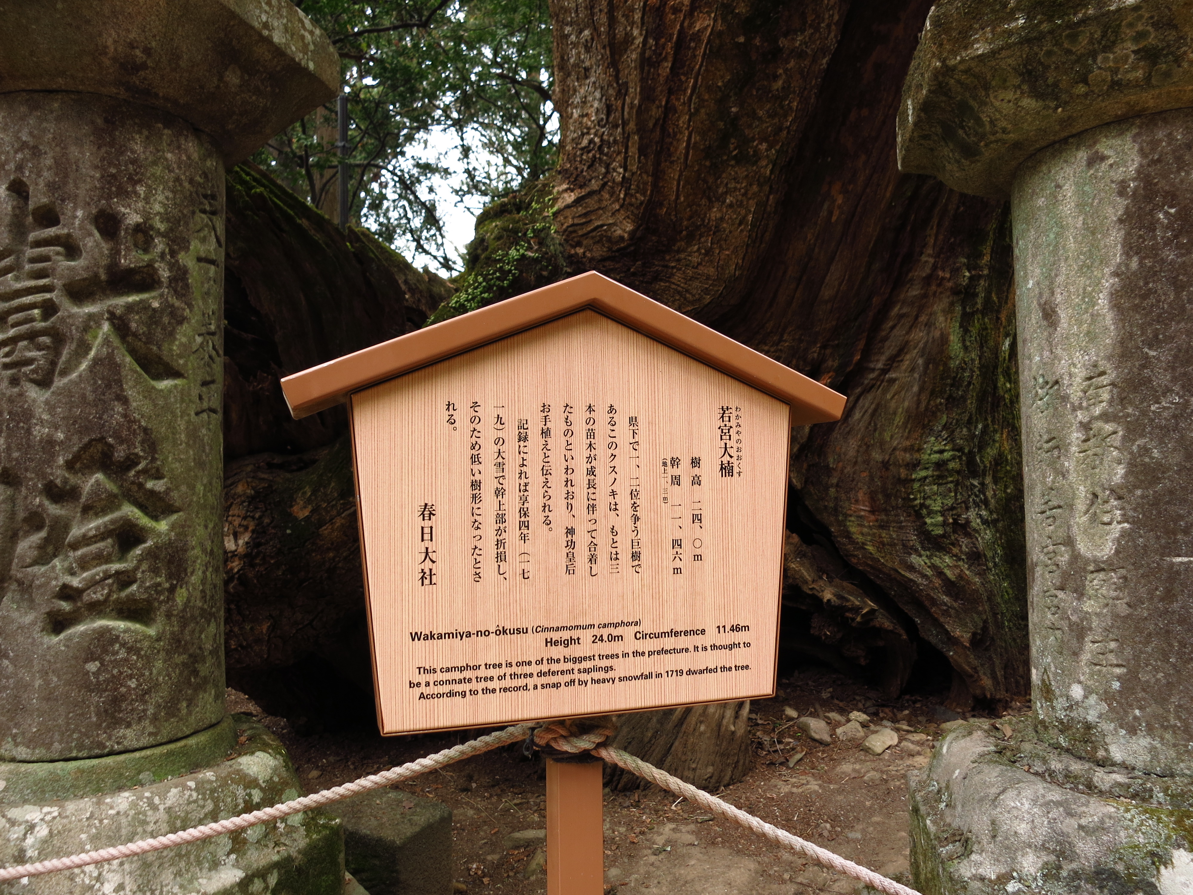 「若宮大楠」とあり、県下1,2位を争う巨樹であることがわかりました。