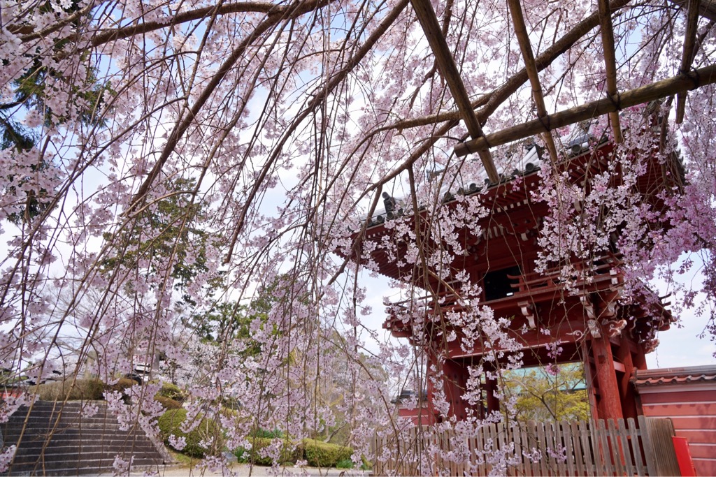 楼門　奥院の桜が素晴らしかったです！