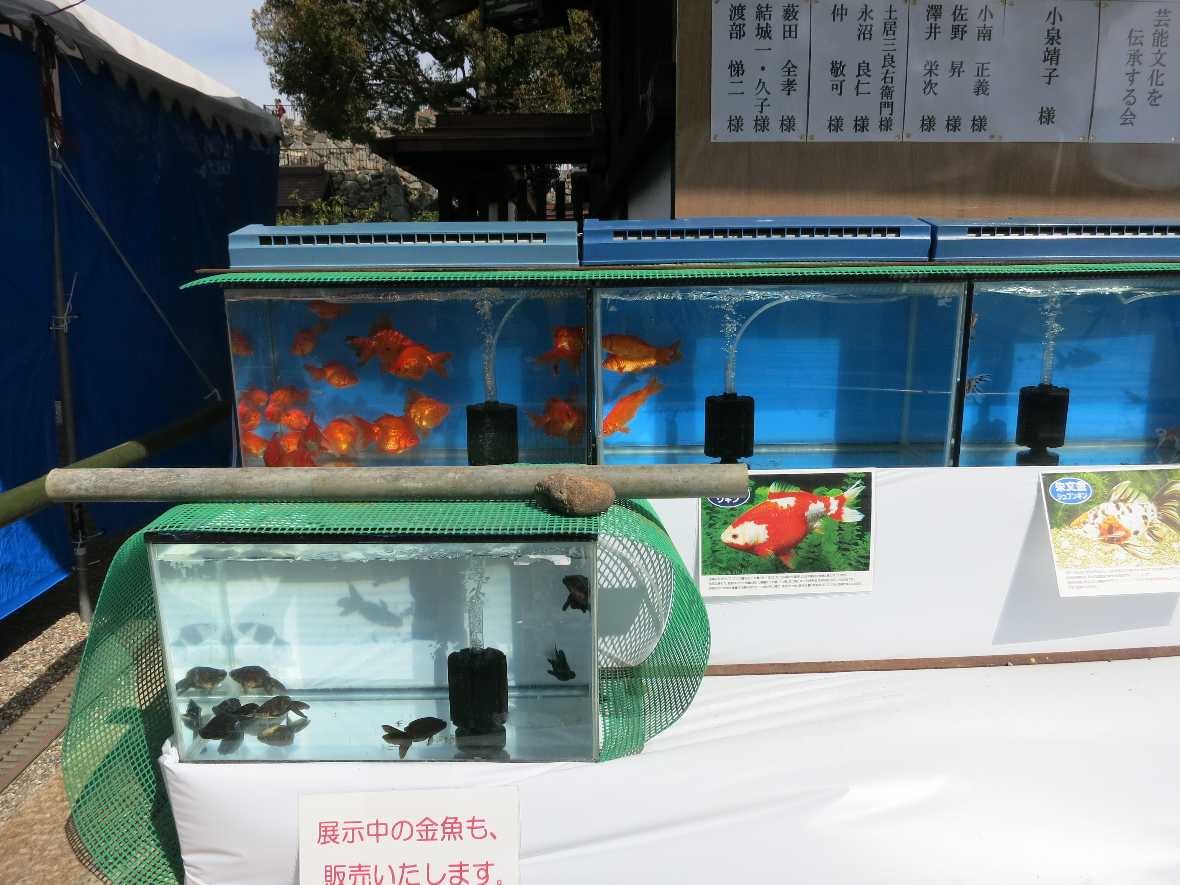 鳥居をくぐり柳澤神社の前まで来ると、金魚の水槽を発見。大和郡山らしいですね。
