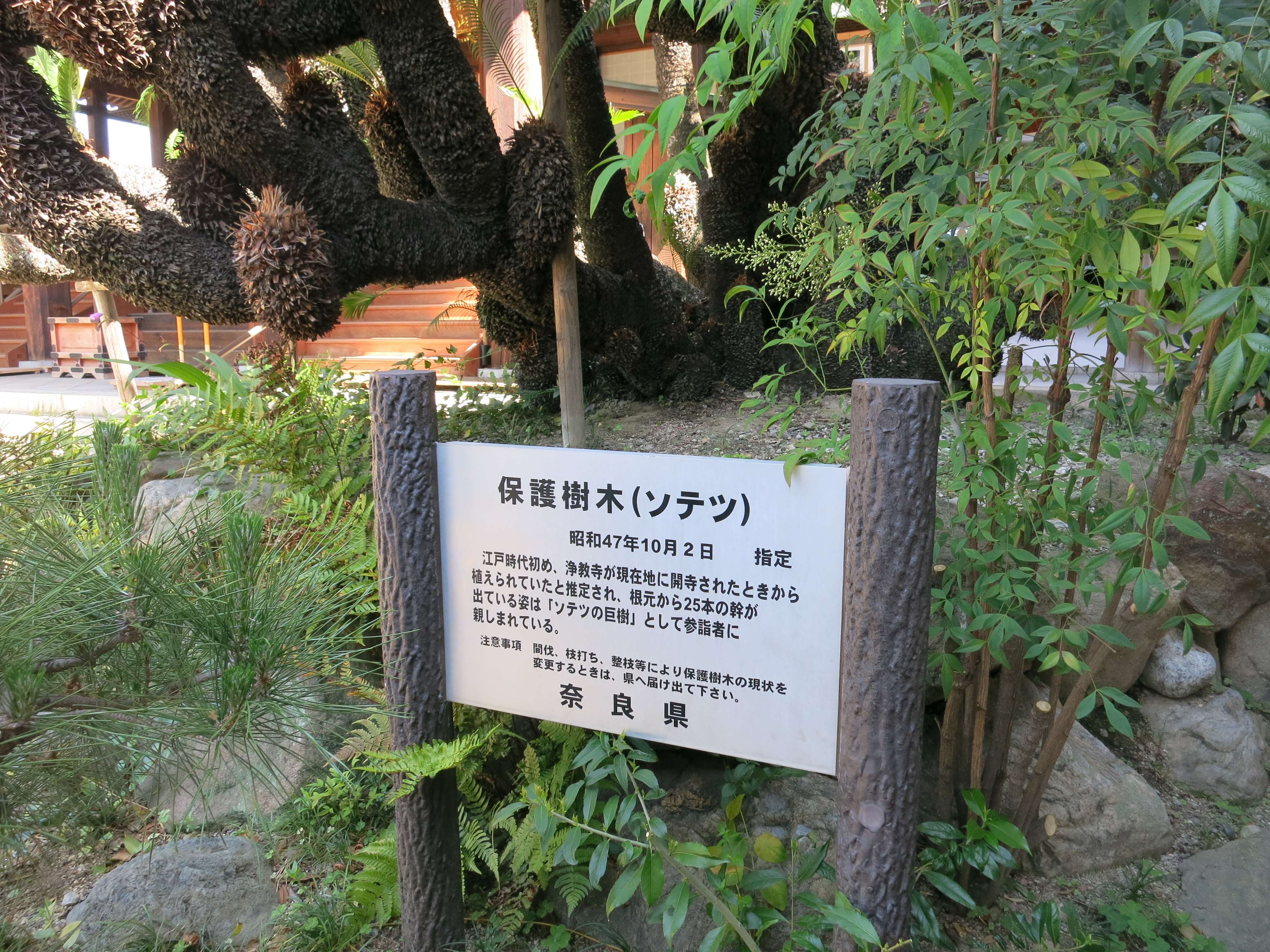 しかも江戸時代初めから植えられていたと推定されるそうです。壮大で歴史ある樹木は必見ですね。