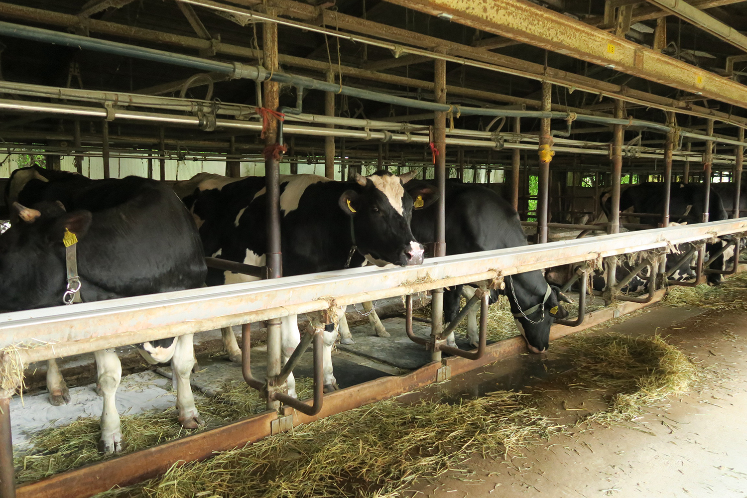 牛の管理から生乳の処理まで「本物」を追求した牧場です。日本には5か所しかない貴重な牧場。