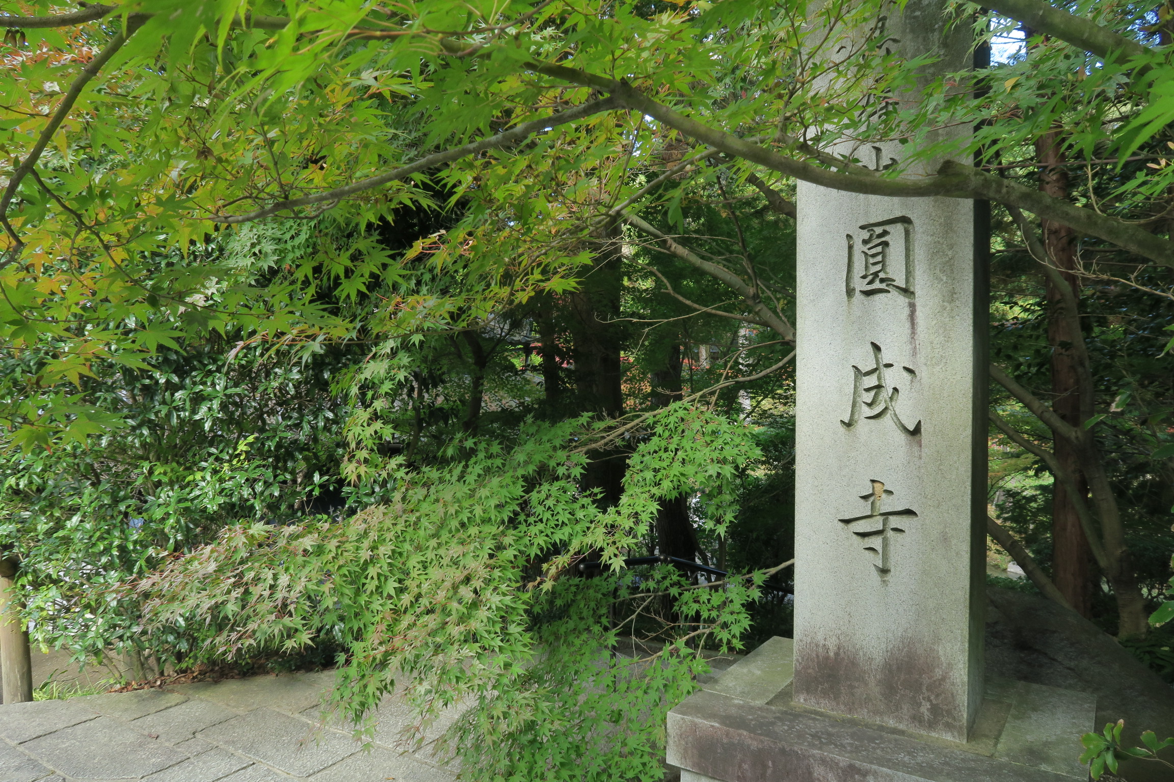 円成寺の庭園入口の紅葉はまだ青葉でした。