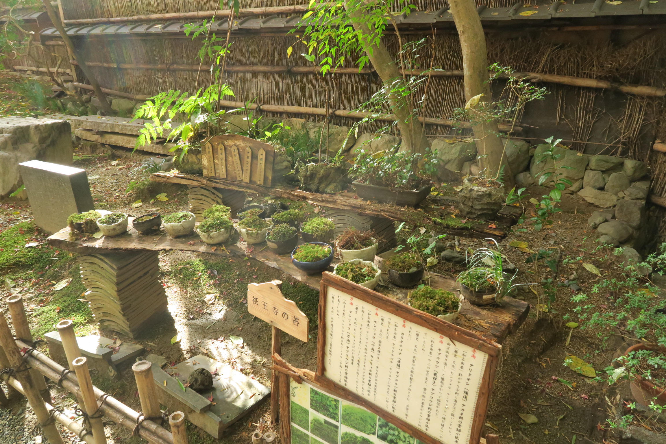 祇王寺のお庭にある苔の種類がわかるよう展示されてました。