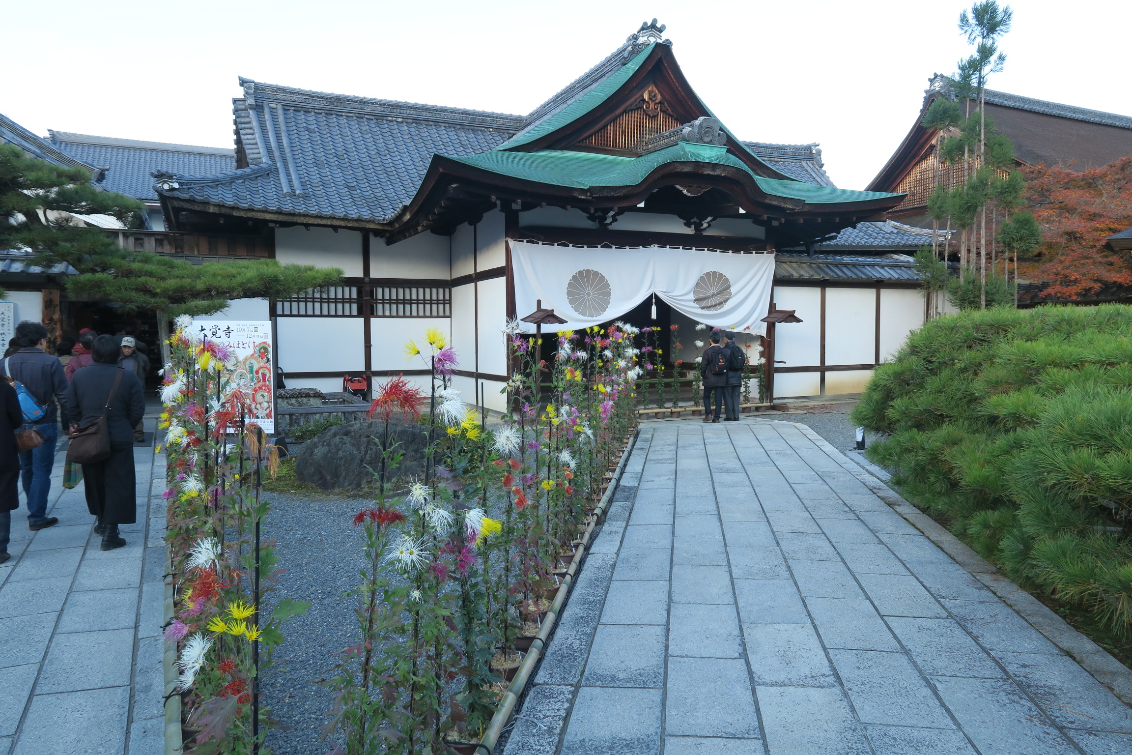 大覚寺の嵯峨菊は、大沢池に自生していた野菊を永年にわたって美しく仕立てられた菊です。