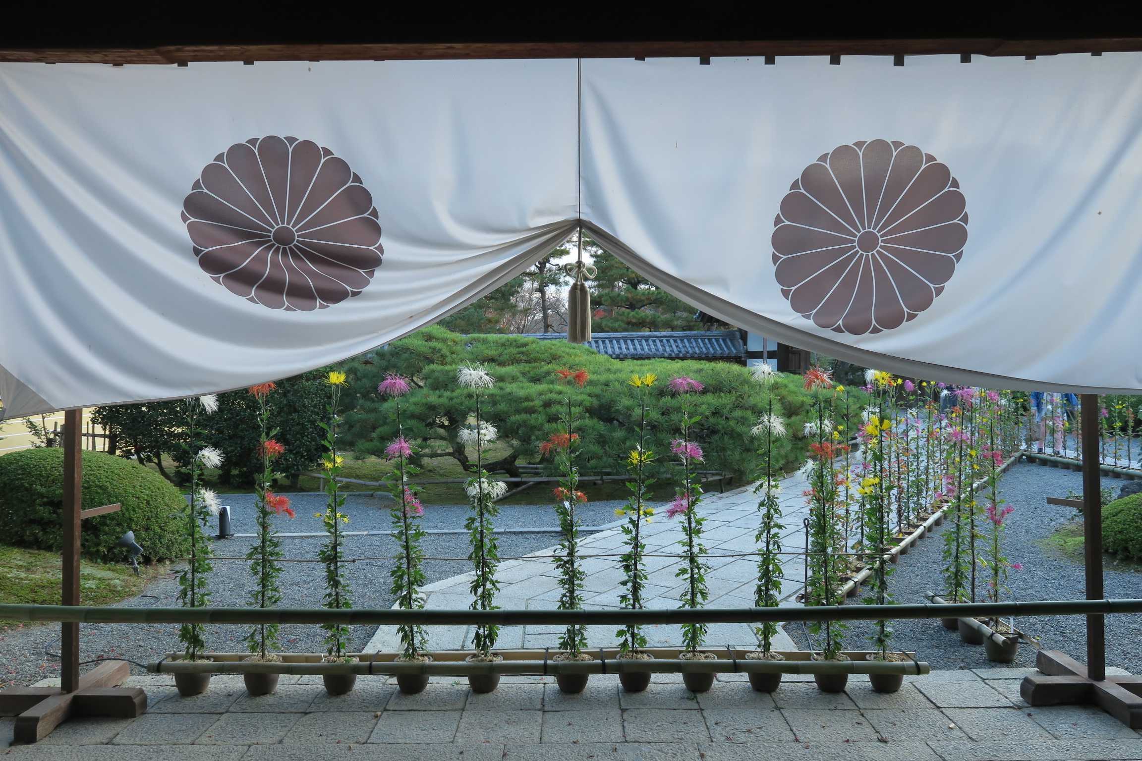 嵯峨菊が美しいですね。