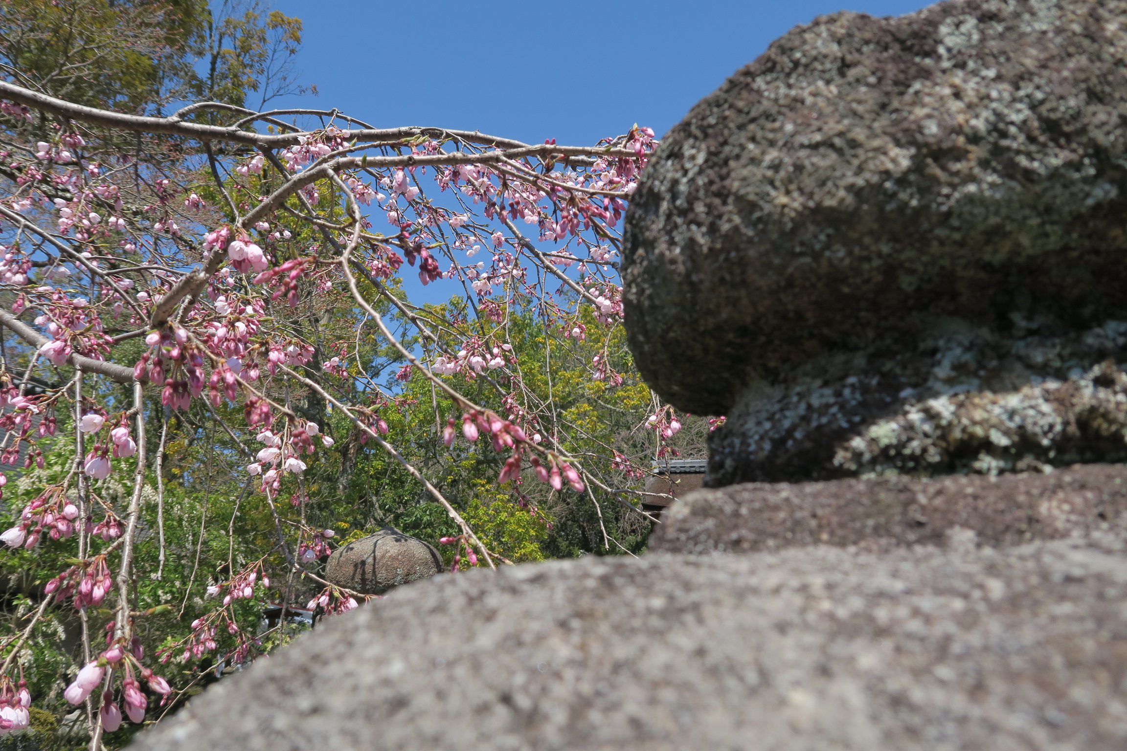 桜はほとんど蕾（つぼみ）でした。今年は少し遅いですね。。。アセビの花は沢山咲いてました。