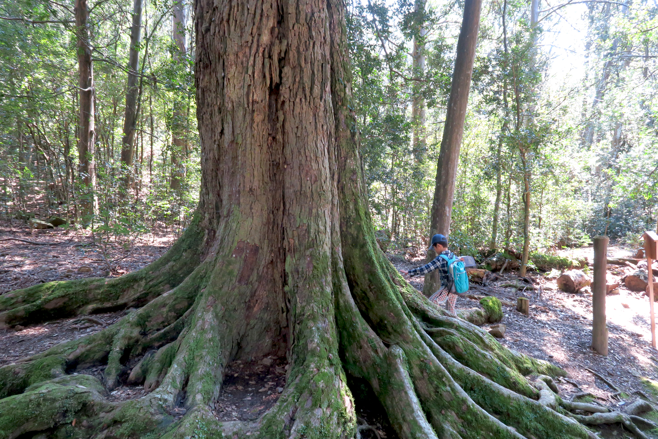 境内には幹周り3mを越えるイチイガシの巨樹が多く生育しています。