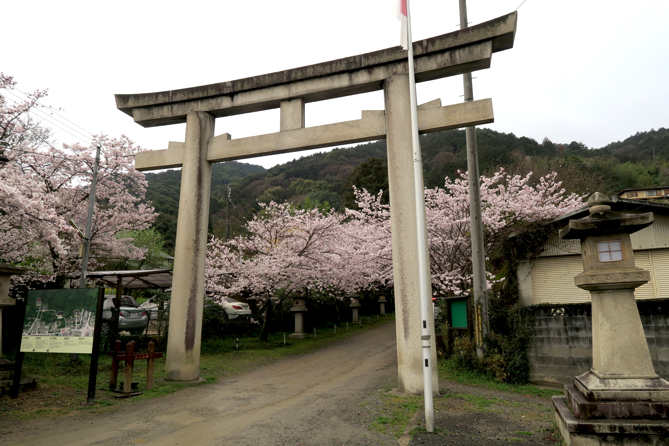 夕方に京都市山科区にある大石神社を訪れてみました。桜は満開!