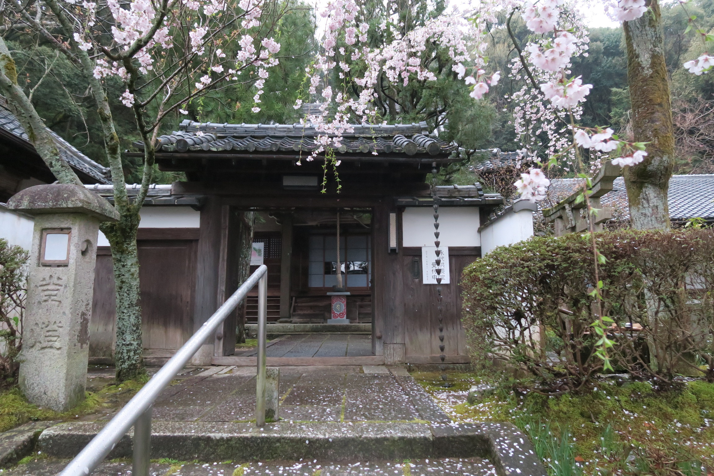 石階段を彩る花びらも美しいものでした。