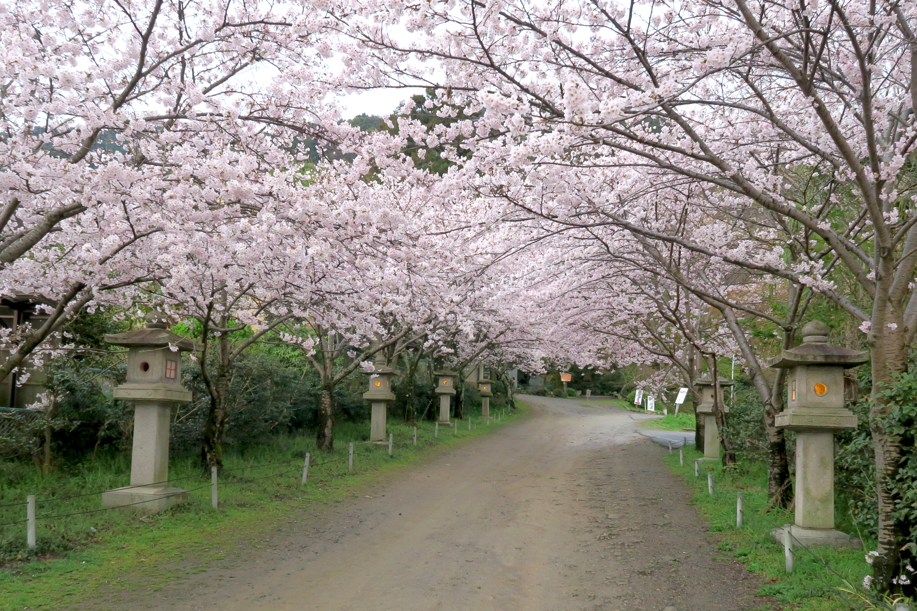 桜トンネルも見事です。大石内蔵助ら四十七士を慕う人たちが建てた神社だけに想いが伝わってきますね。