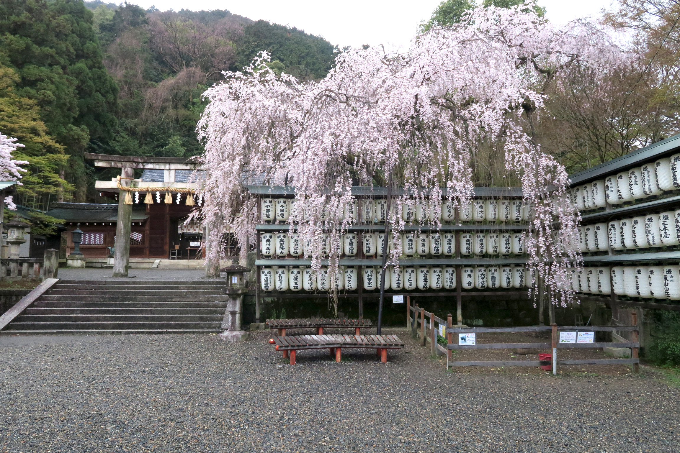 大石桜も見事ですね!