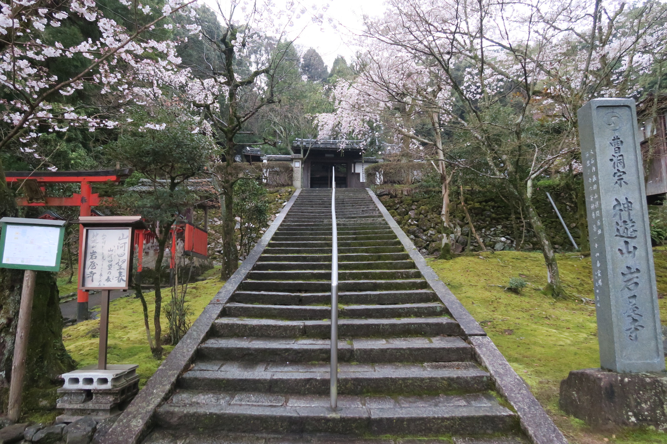 岩屋寺(いわやじ)の桜もきれいでした。
