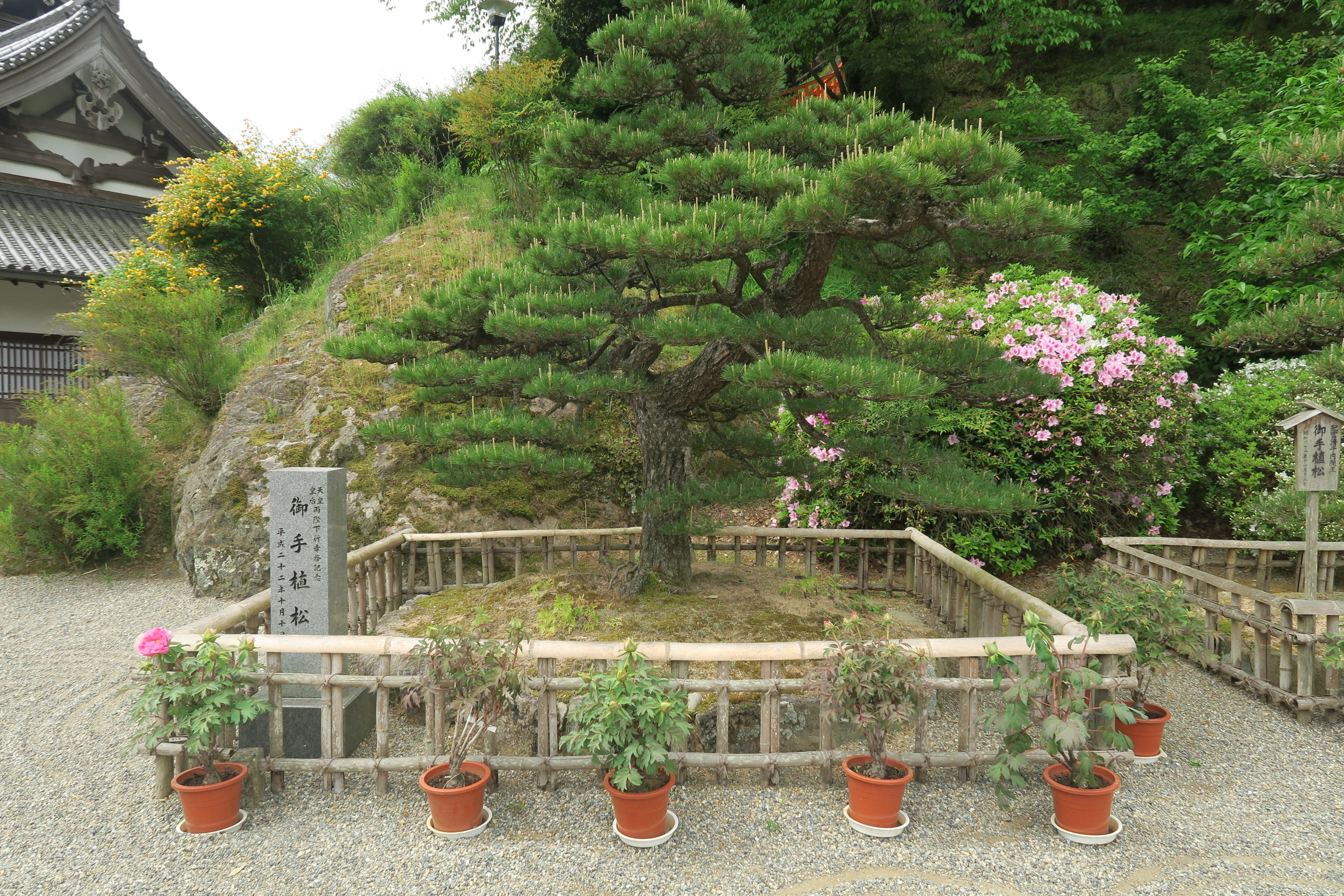 本坊には、天皇皇后両陛下の御手植松があります。