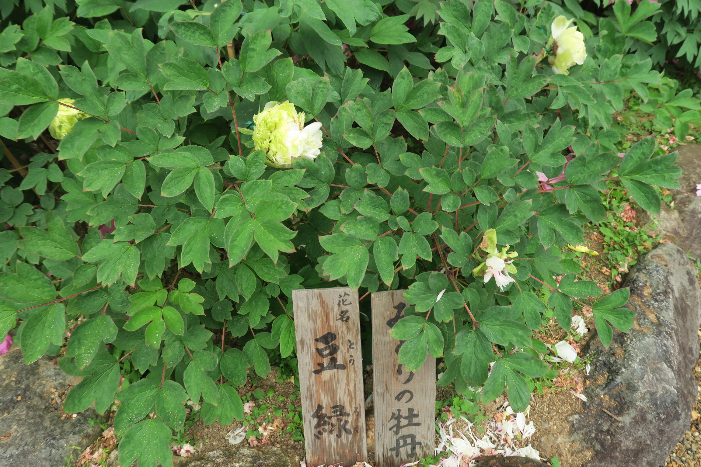 宝物館の庭に咲いていた珍しい「みどりの牡丹」です。あまり開花しない品種だそうです。