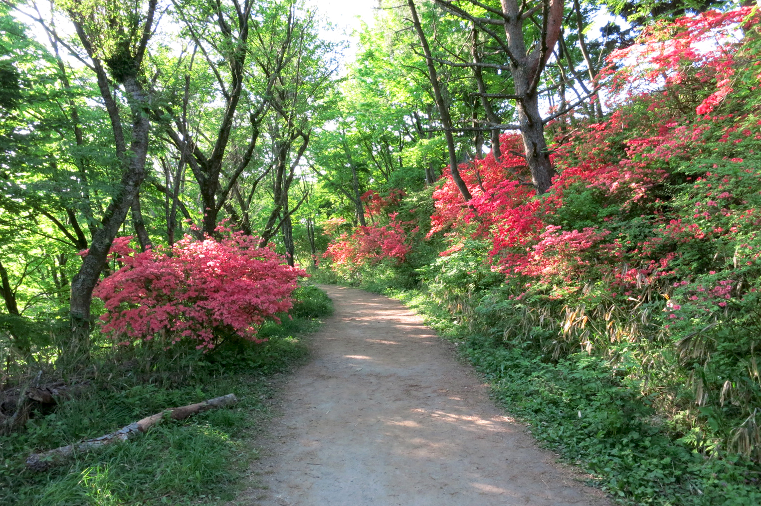 展望所までの小道にもツツジが咲き、彩られています。朝の光で新緑もきれいでした。