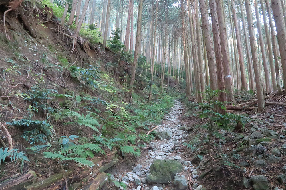 金剛山　ハイキングコース
