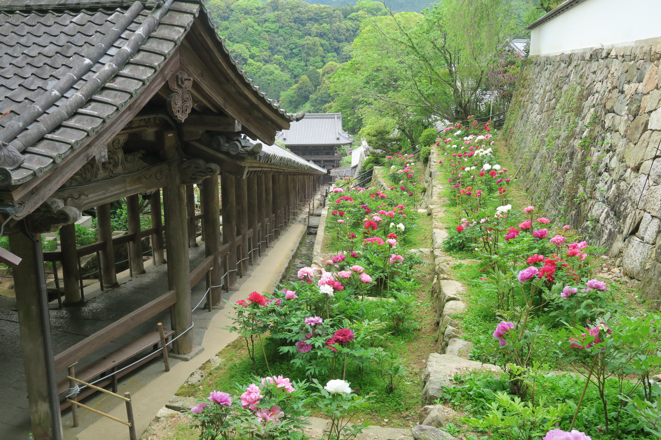 長谷寺 ぼたんまつり 京都奈良 Jp