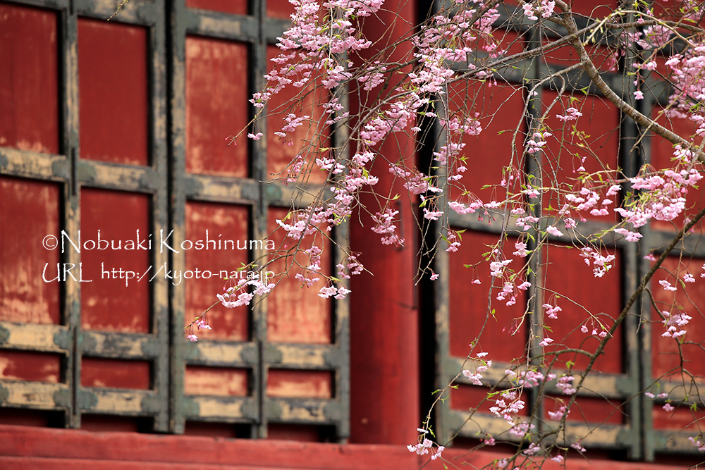 談山神社　桜