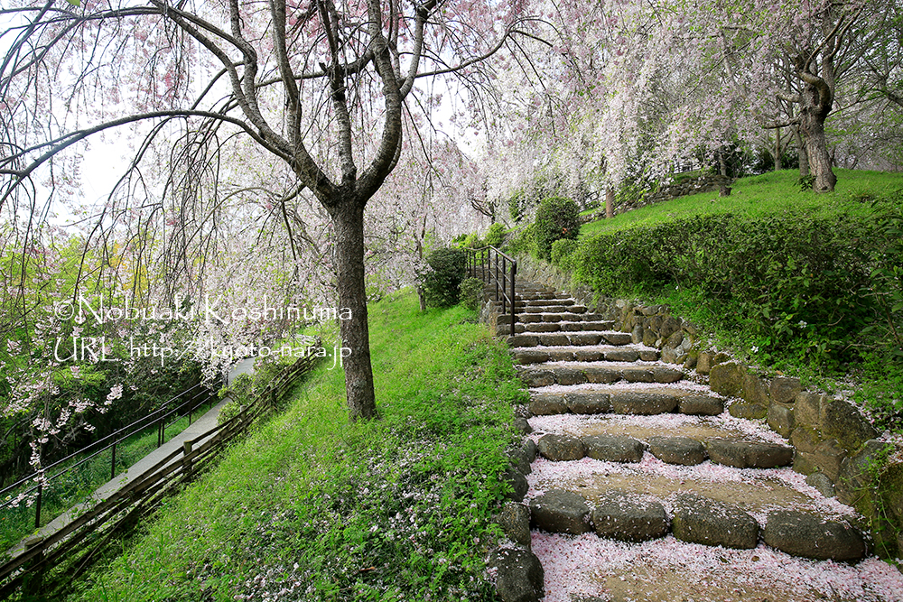 大美和の杜展望台に咲く桜 大神神社 京都奈良 Jp
