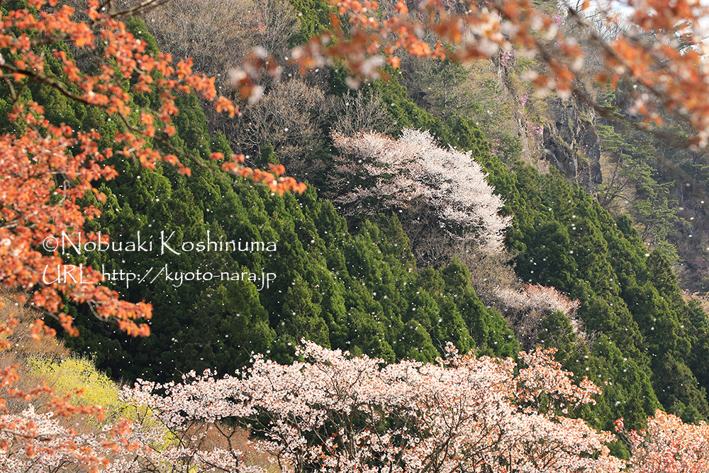 奈良　屏風岩とヤマザクラ