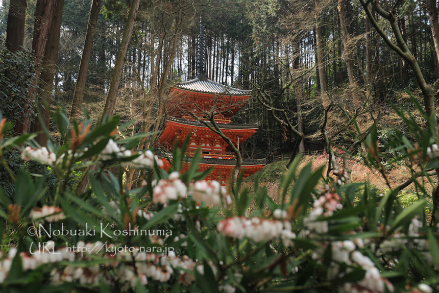 岩船寺 アセビ ミツマタ サンシュユ等の花が咲いています 京都奈良 Jp